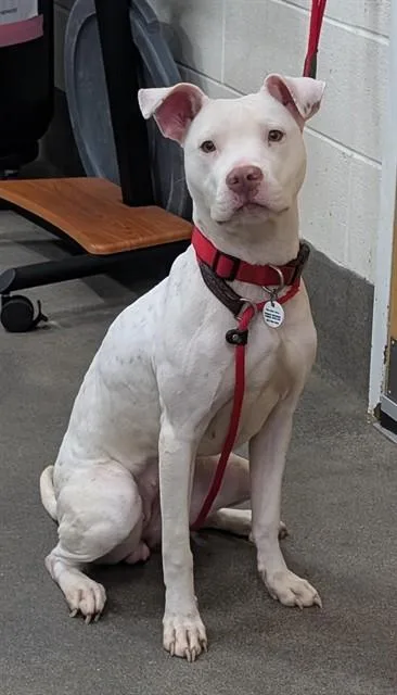 Kaia