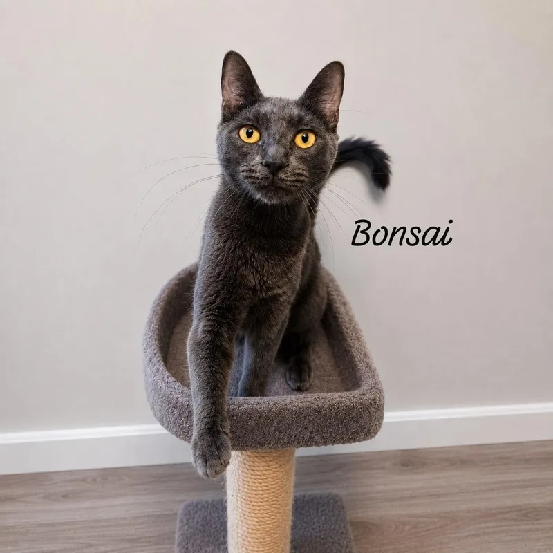 A young medium-sized male Black Domestic Short Hair cat named Bonsai for adoption in Berkeley Heights, NJ