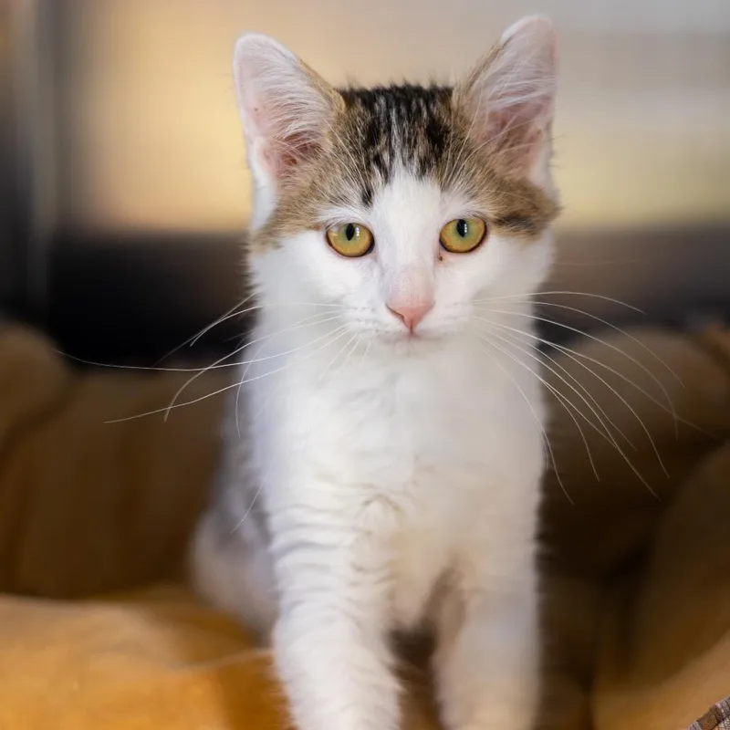 A baby small-sized female White Domestic Medium Hair cat named Spicoli for adoption in Newark, DE