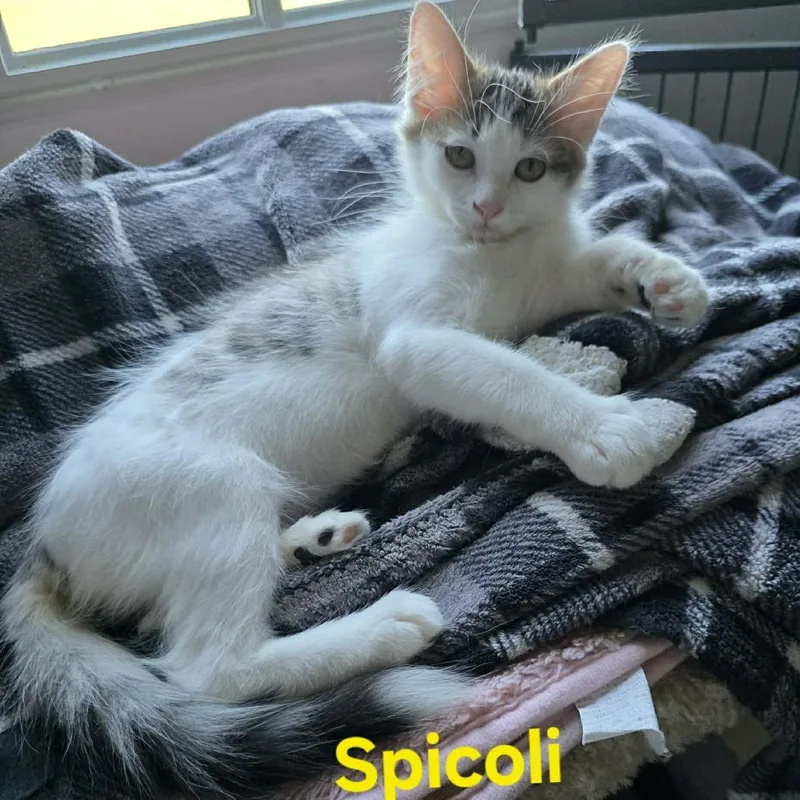 Spicoli thumbnail 4