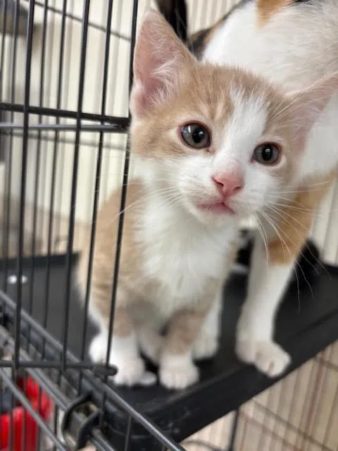 A young large-sized male Domestic Short Hair cat named Oliver for adoption in Centralia, IL