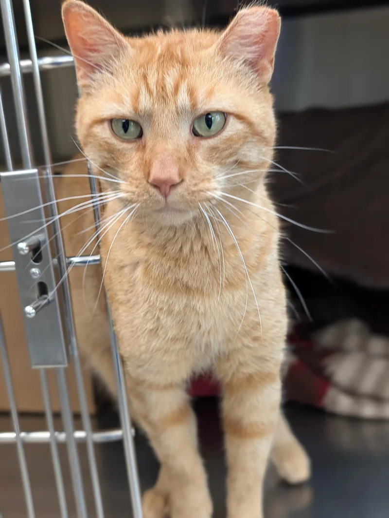 An adult medium-sized male Tabby (Orange / Red) Domestic Short Hair cat named Chicken & Waffles for adoption in Jefferson, WI
