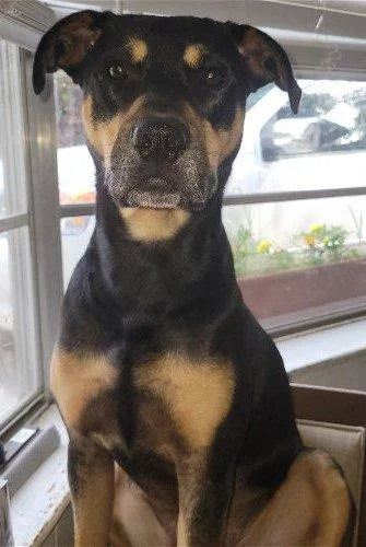 An adult large-sized male Staffordshire Bull Terrier dog named Boomer for adoption in Spring, TX