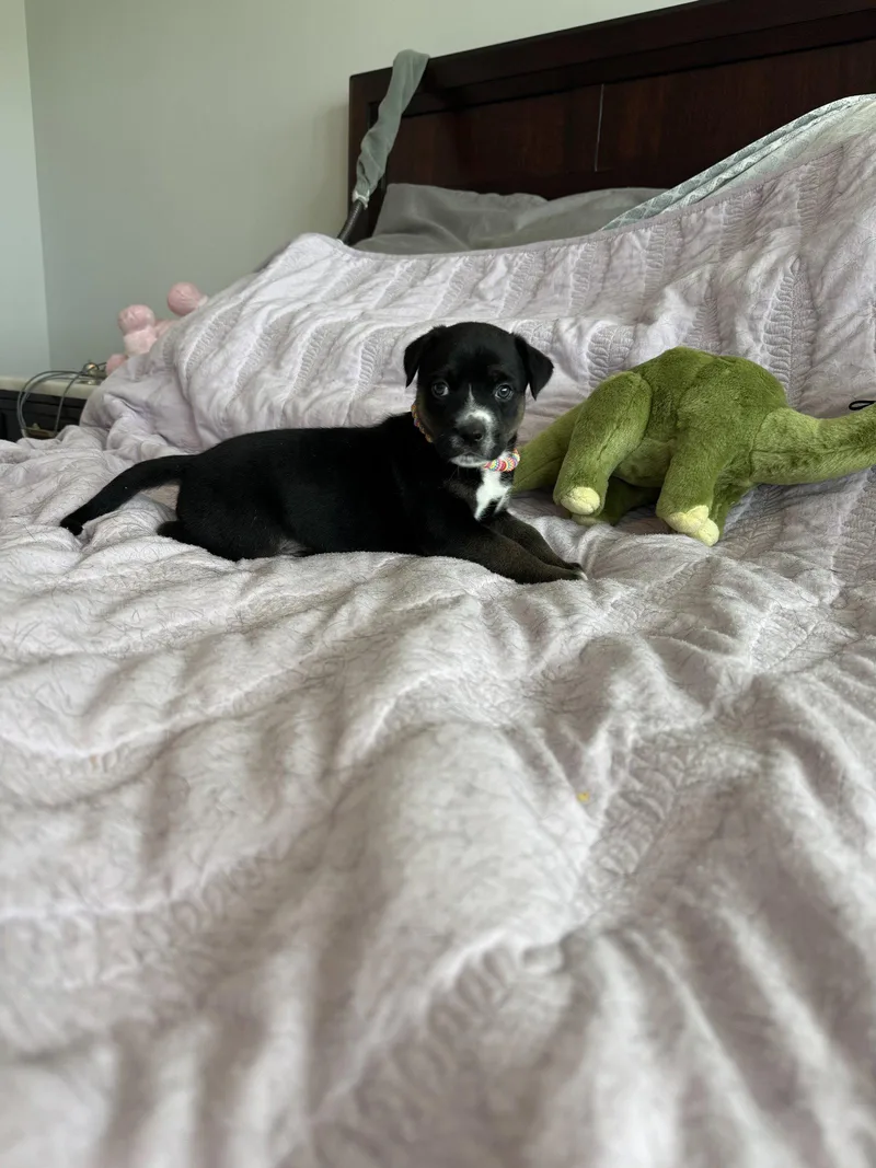 A baby medium-sized male Husky dog named Spike for adoption in St. Louis, MO
