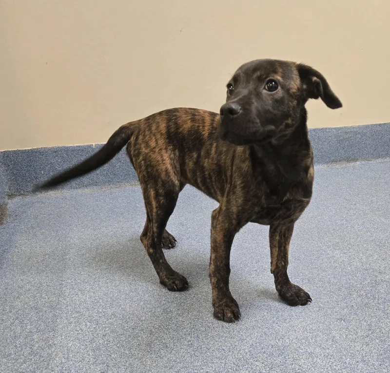 A young small-sized female Pit Bull Terrier dog named Selena for adoption in Suffolk, VA