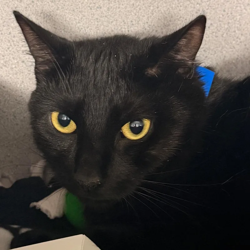 An adult large-sized male Black Domestic Short Hair cat named Subie for adoption in Evansville, IN