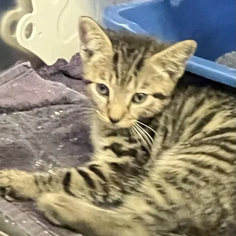 A baby small-sized male Domestic Short Hair cat named Madison for adoption in Baltimore, MD