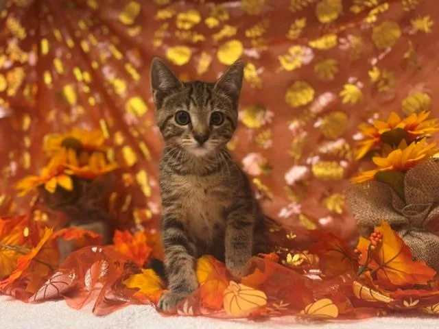 A baby small-sized male Domestic Short Hair cat named Bacon for adoption in Fairfield, CA