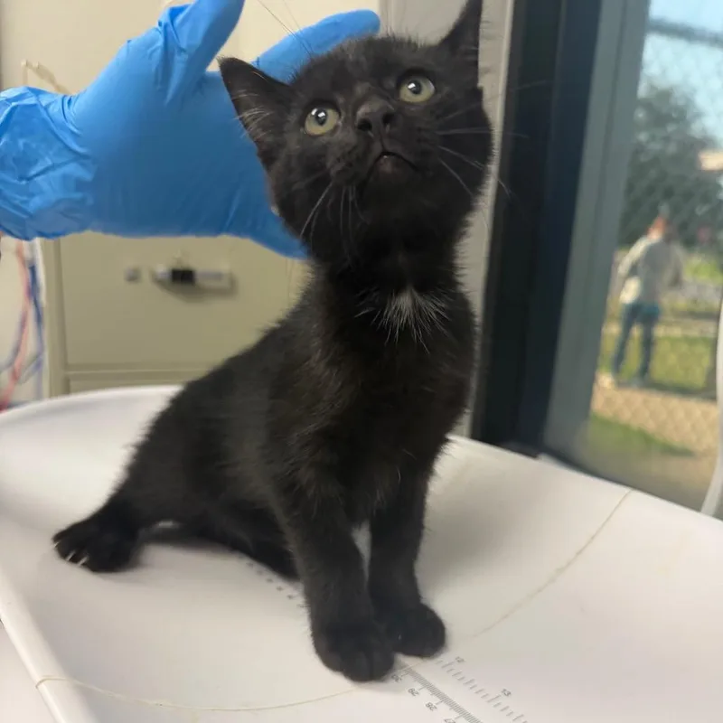 A baby small-sized female Black Domestic Short Hair cat named Princess Bubblegum for adoption in Columbiana, AL