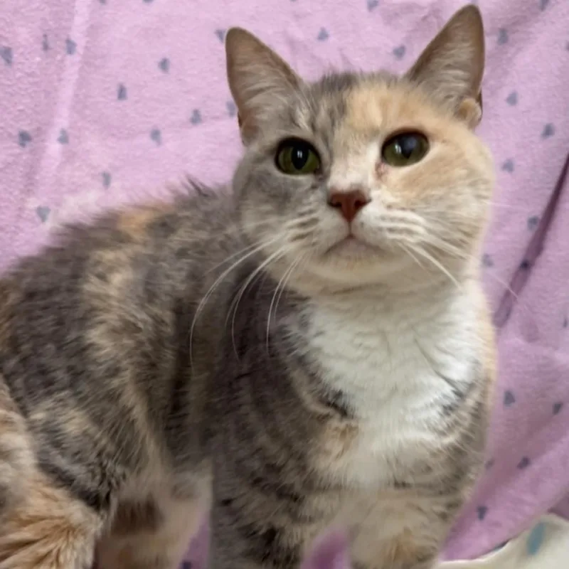 Beachwood thumbnail 2