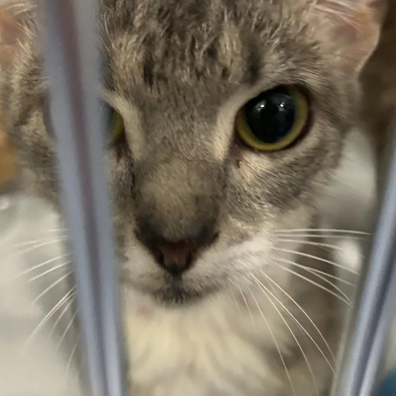 A young medium-sized female Domestic Short Hair cat named Missy for adoption in Greensboro, NC