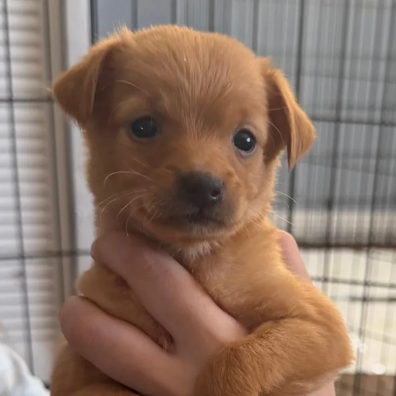 A baby small-sized male Yellow / Tan / Blond / Fawn Chihuahua dog named Belly for adoption in Las Vegas, NV