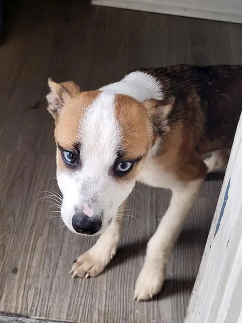 A baby small-sized male Terrier dog named Little Tj for adoption in San Antonio, TX