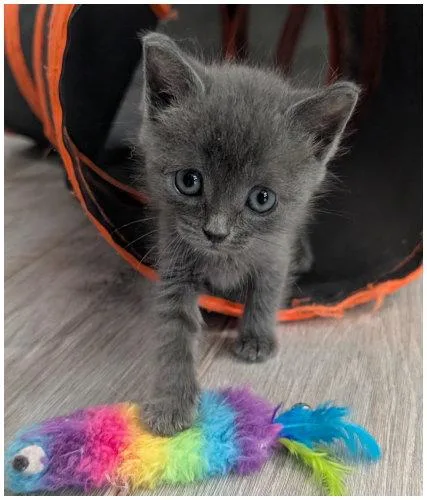 A baby medium-sized female Gray / Blue / Silver Domestic Short Hair cat named Calamity Jane for adoption in Oak Ridge, TN