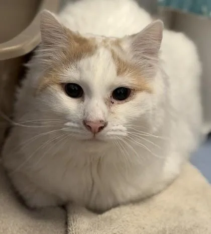 A young medium-sized male Buff & White Domestic Medium Hair cat named Katman for adoption in Lansing, MI
