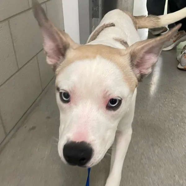 A young medium-sized male Siberian Husky dog named Feta for adoption in Des Moines, IA
