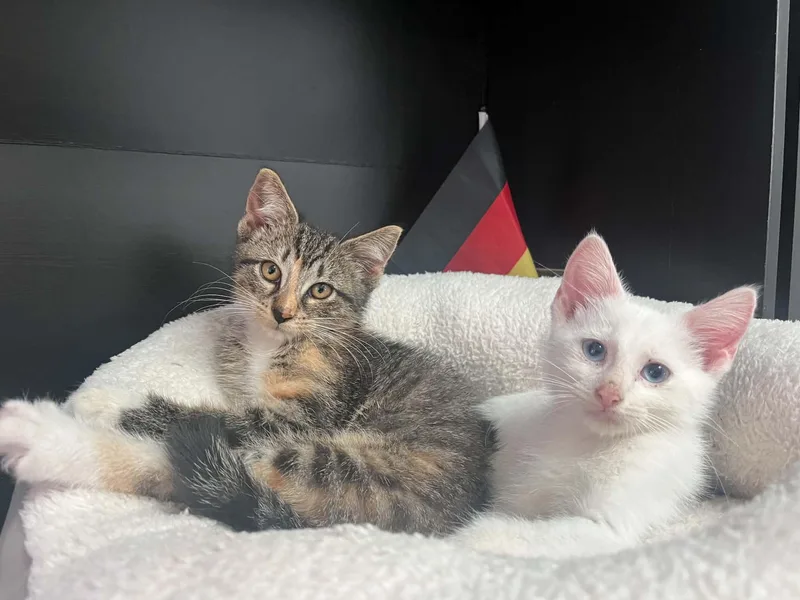 A baby medium-sized male White Domestic Short Hair cat named Honey and Zero for adoption in Blaine, MN