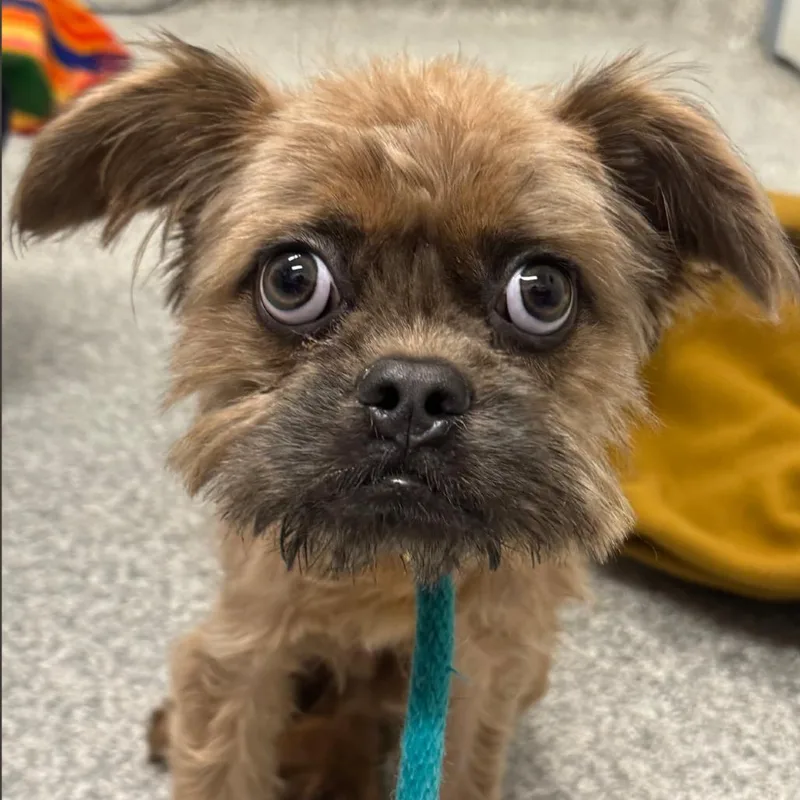 An adult small-sized male Brown / Chocolate Terrier dog named Abe for adoption in Rockville, MD