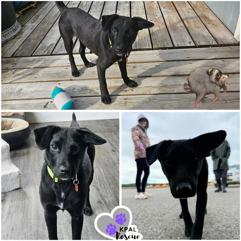 A young medium-sized male Black Mixed Breed dog named Jimothy Bear for adoption in Kenai, AK