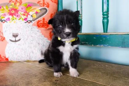 A baby small-sized male Border Collie dog named Curry for adoption in San Antonio, TX