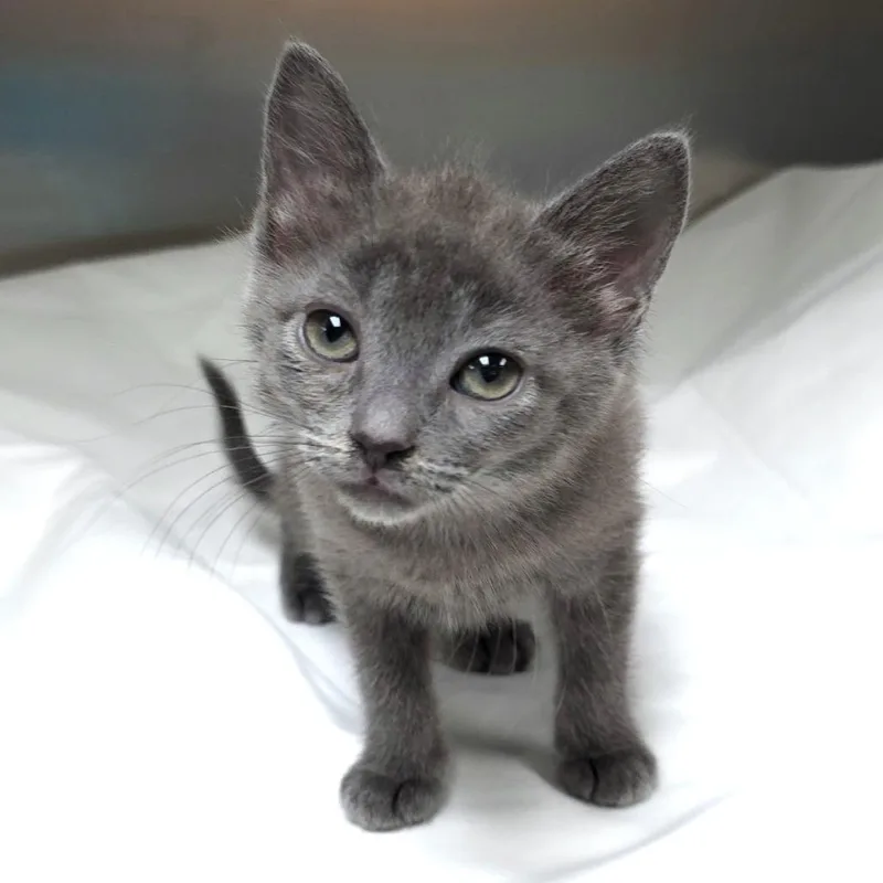 A baby small-sized female Gray / Blue / Silver Domestic Short Hair cat named Push Pop for adoption in Michigan City, IN