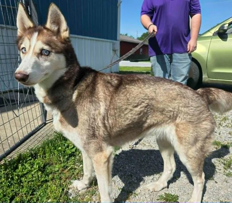 An adult small-sized female Husky dog named Malia for adoption in Olney, IL