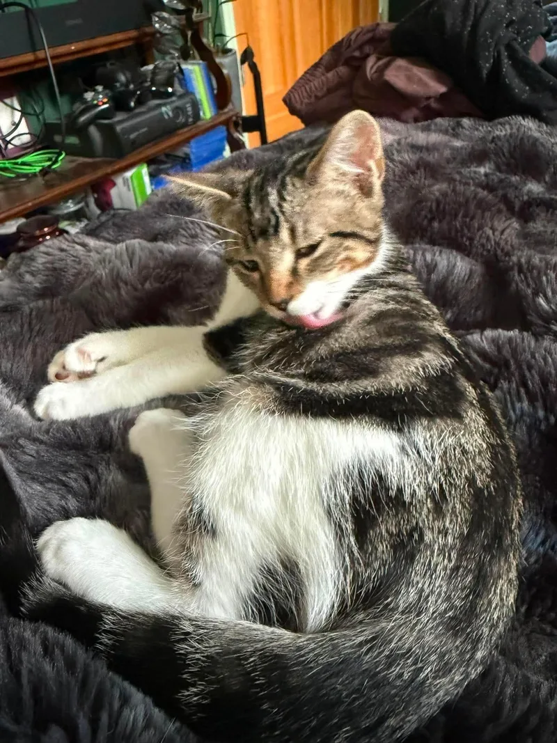 A young medium-sized male Domestic Short Hair cat named Cheeseburger AKA Cheesie for adoption in Manchester, CT