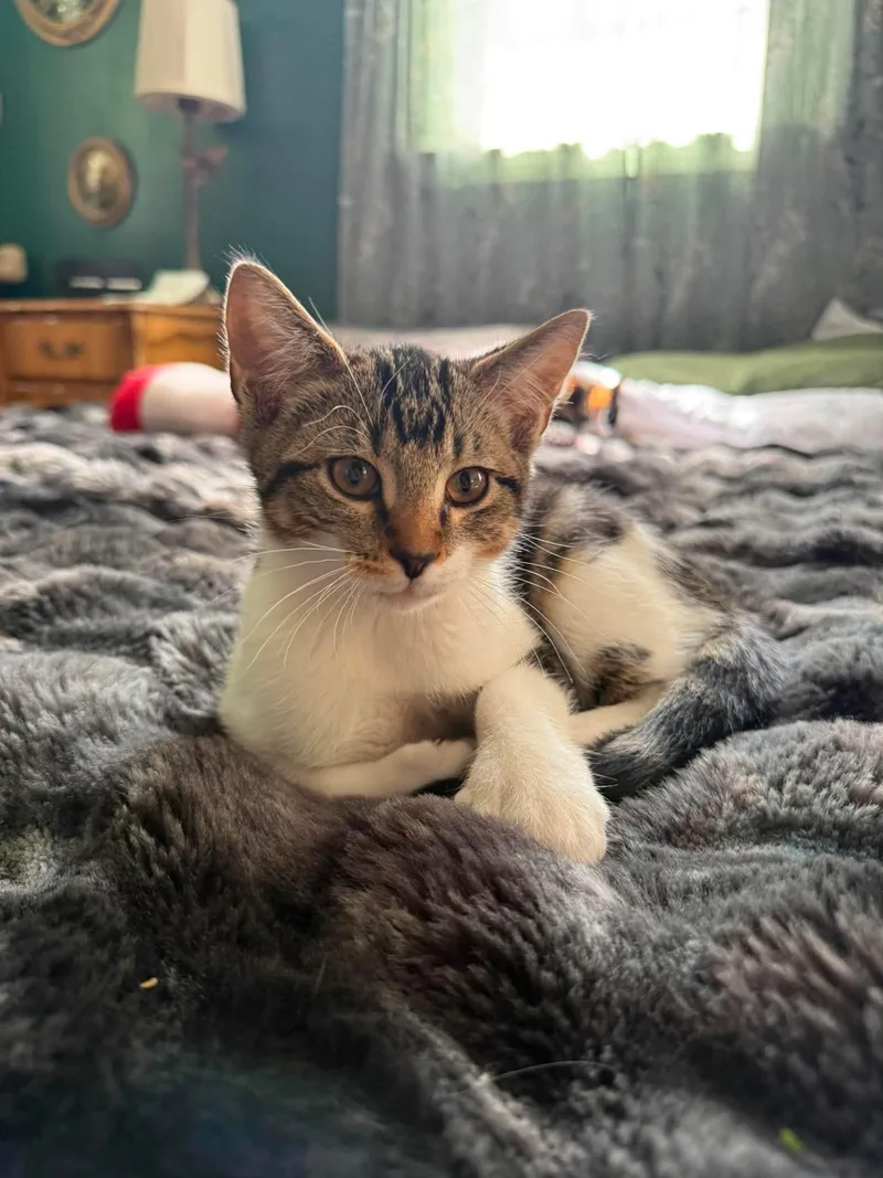 Cheeseburger AKA Cheesie thumbnail 2