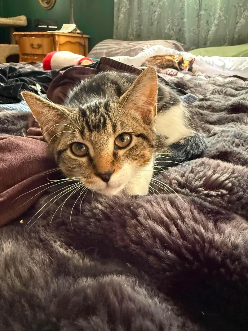 Cheeseburger AKA Cheesie thumbnail 3