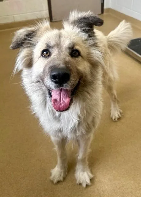 An adult large-sized female Great Pyrenees dog named Pandora for adoption in Derwood, MD