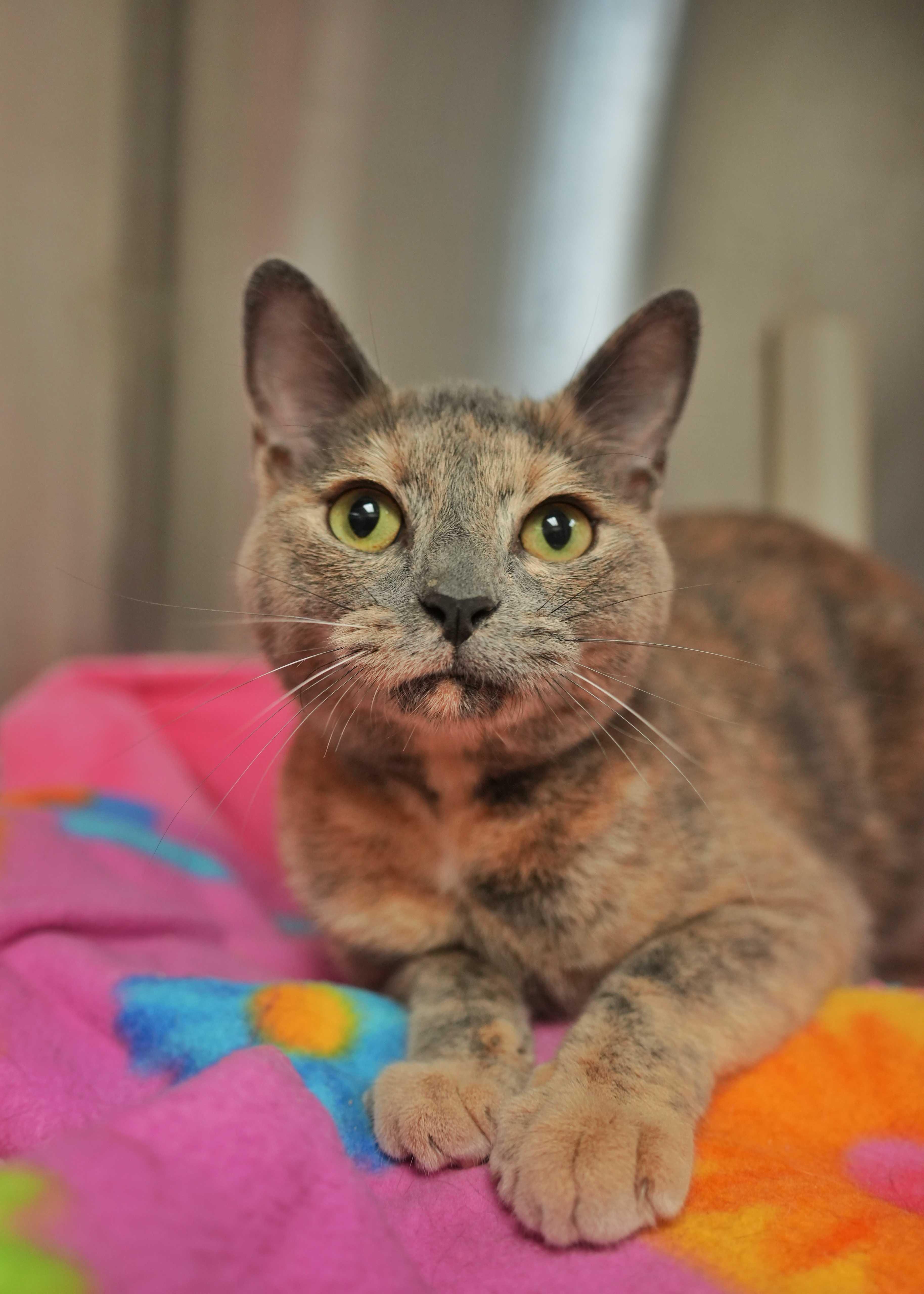 An adult medium-sized female Dilute Tortoiseshell Domestic Short Hair cat named Maybelle for adoption in Aiken, SC