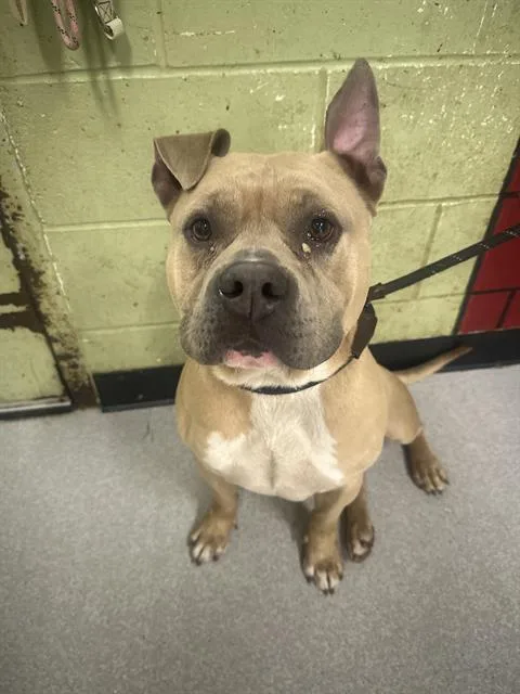 An adult medium-sized male Pit Bull Terrier dog named Pickle Pants for adoption in Indianapolis, IN