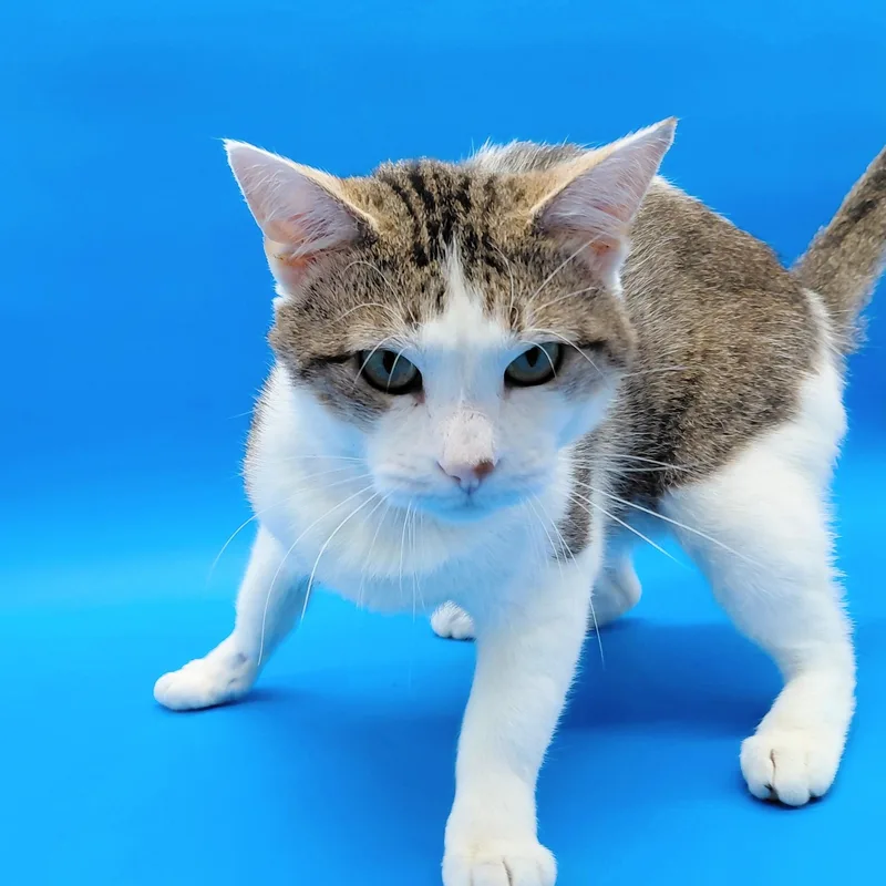 An adult medium-sized male Brown / Chocolate Domestic Short Hair cat named Capocollo for adoption in Springfield, MO