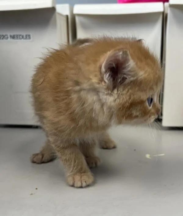 A baby small-sized male Domestic Short Hair cat named Jack for adoption in Salt Lake City, UT