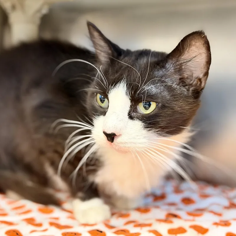 An adult medium-sized male Black & White / Tuxedo Domestic Medium Hair cat named JaqJaq for adoption in Manahawkin, NJ