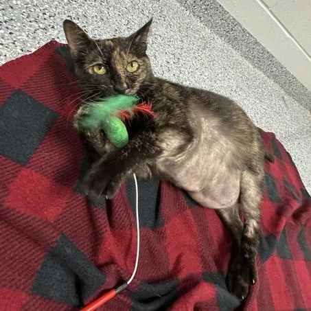 Chili thumbnail 6