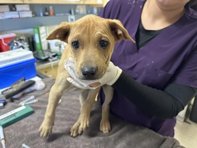 A baby small-sized female Rhodesian Ridgeback dog named Mimi for adoption in Riverside, CA