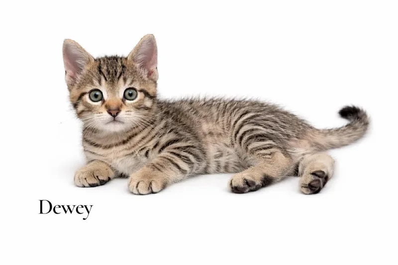 A baby medium-sized male Tabby (Brown / Chocolate) Domestic Short Hair cat named Dewey for adoption in Stevensville, MI