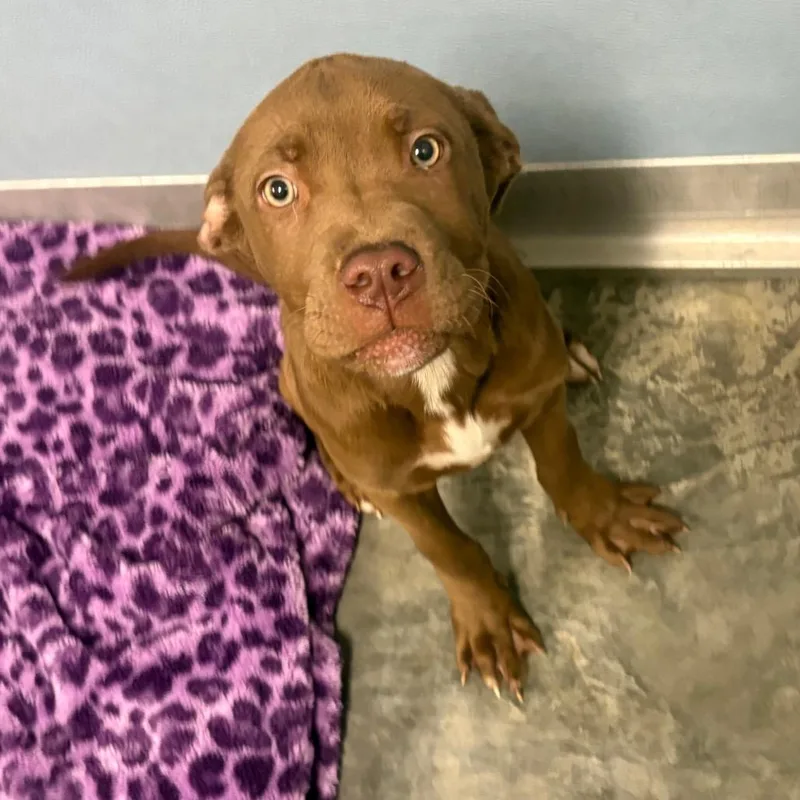 A baby medium-sized female Brown / Chocolate Labrador Retriever dog named Jude for adoption in Webster, TX