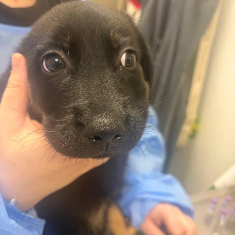 A baby small-sized male Black Labrador Retriever dog named Walmart for adoption in Pekin, IL