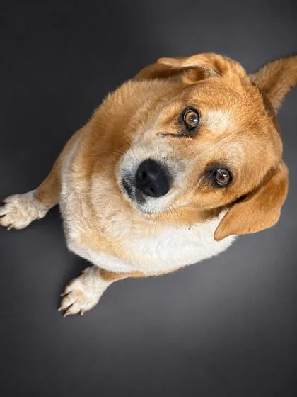 A senior medium-sized female Beagle dog named Ellie for adoption in Bowling Green, KY
