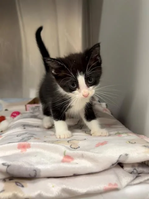 A baby small-sized female Domestic Short Hair cat named Blink for adoption in Baytown, TX