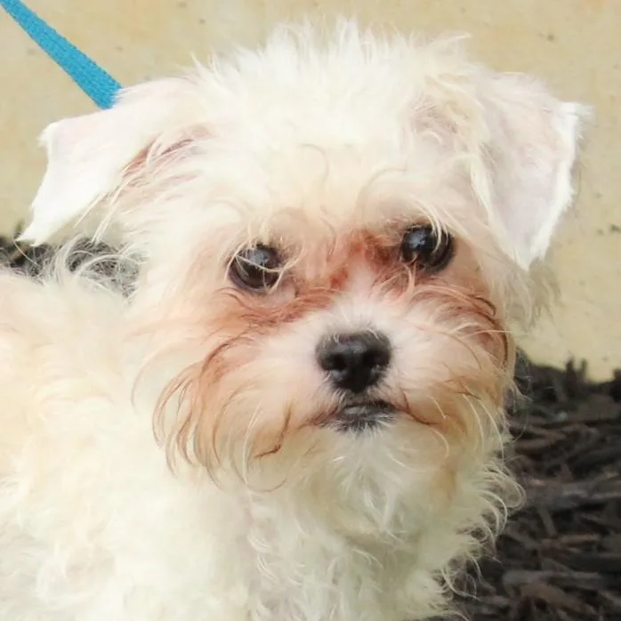 An adult small-sized female White / Cream Poodle dog named Wynter for adoption in Eaton, OH