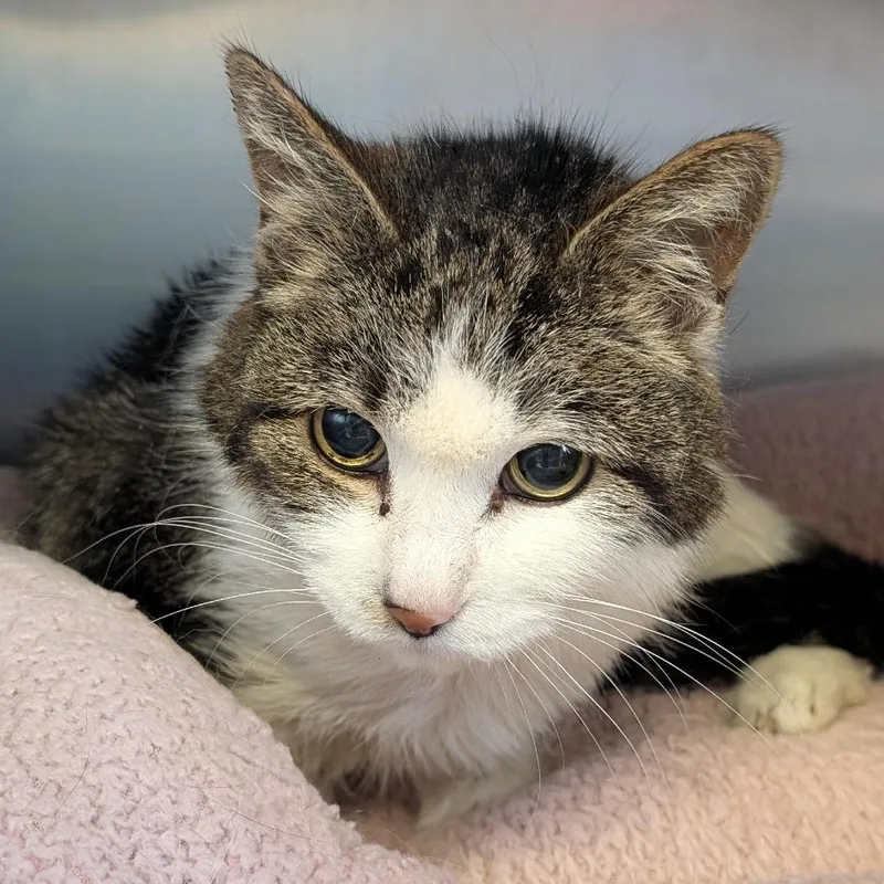 A senior medium-sized female Brown / Chocolate Domestic Short Hair cat named Boston Redsox for adoption in Spokane, WA