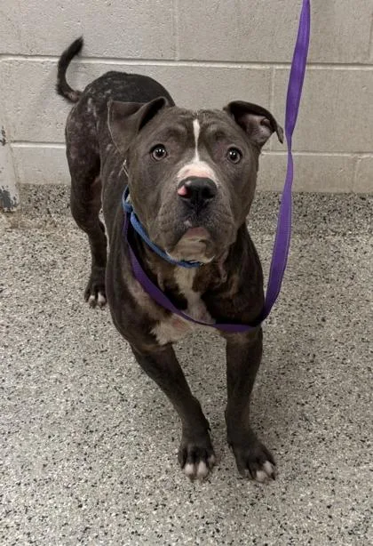 An adult large-sized male Gray / Blue / Silver Pit Bull Terrier dog named Bryer for adoption in Kansas City, MO