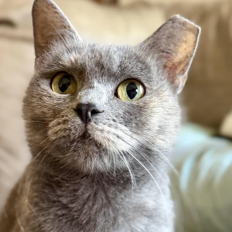 An adult small-sized female Dilute Tortoiseshell Domestic Short Hair cat named Miss Jackie for adoption in Fort Worth, TX