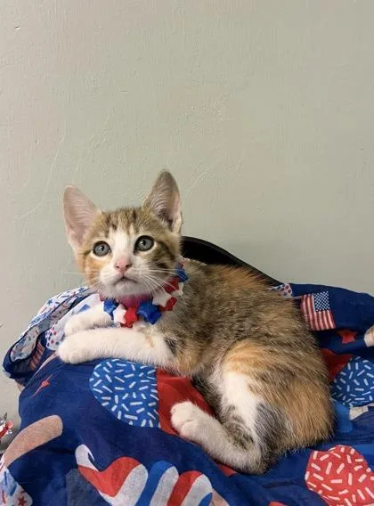 A baby medium-sized female Domestic Short Hair cat named Multigrain for adoption in Picayune, MS