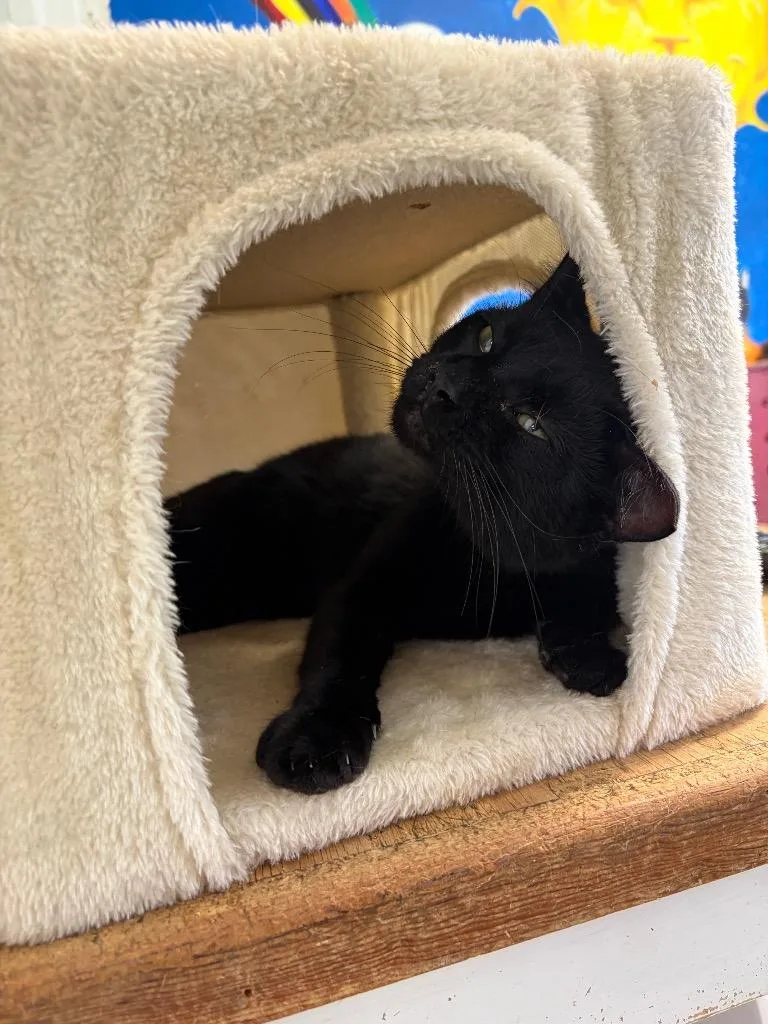 A young medium-sized male Domestic Short Hair cat named Chicken Snoot for adoption in Ada, OK