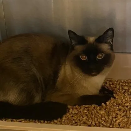 An adult small-sized female Brown / Chocolate Siamese cat named Lilly for adoption in Chehalis, WA