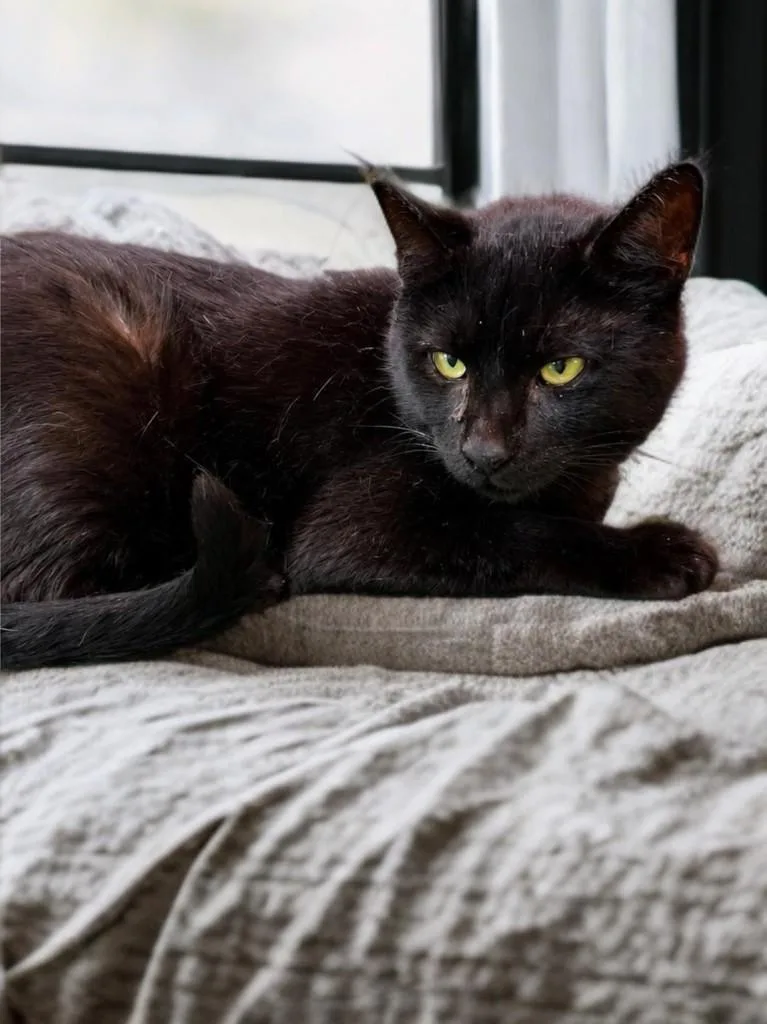 An adult large-sized male Black Domestic Short Hair cat named Otis for adoption in Houston, TX
